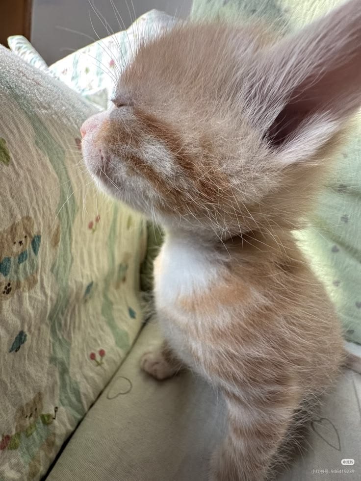 smol silly cat tweet media