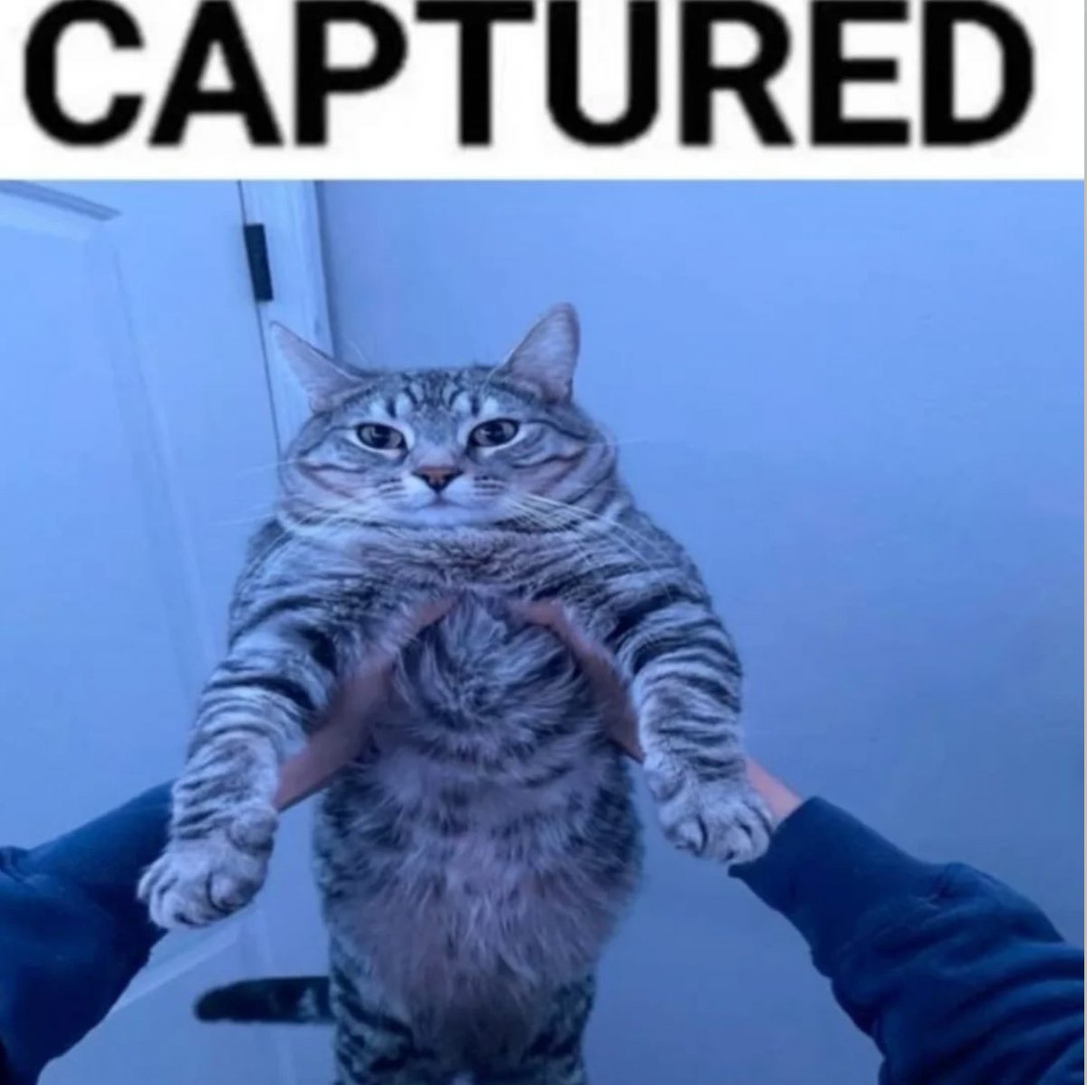 gatos fazendo gatices tweet media