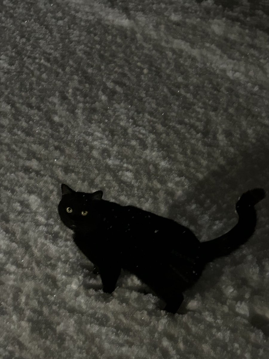 AroCentXpede's tweet photo. I don't like talking about personal stuff, especially this.
But last night my cat Echo passed away, he was a big part of my life and to lose him in the span of 2 days sucks, did everything i could.
In the end he passed away in my arms, safe and loved.
Love and miss you buddy. https://t.co/CseSFHLibb