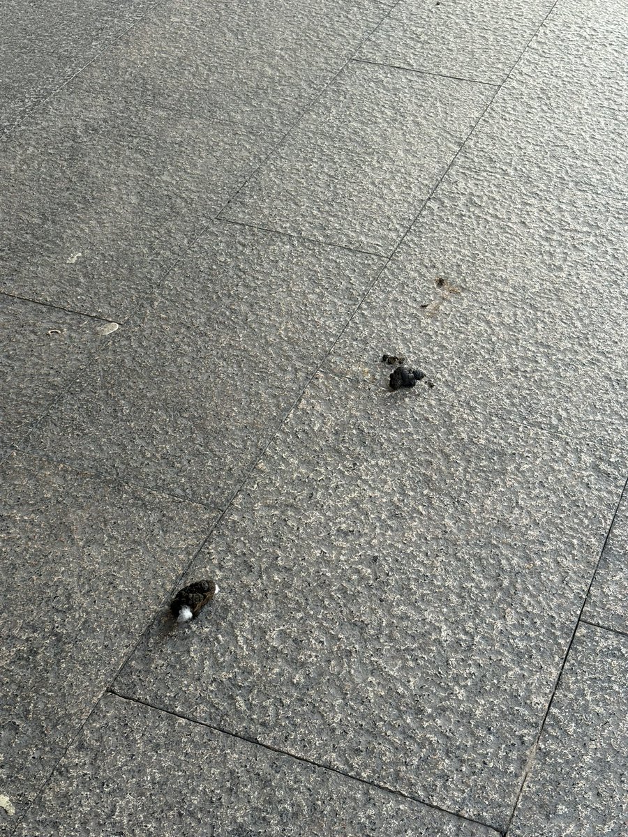 Laurajimenez231's tweet photo. Desde el lunes llevan estos excrementos en la calle Nuestra Señora del Pilar de #Leganés en la acera pegada a los soportales de la plaza mayor… @AytoLeganes @CarlosULEG @marecuencopp #vergonzoso https://t.co/ckxhkSl145