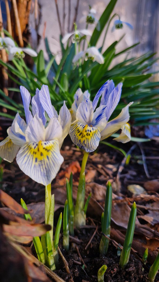 Plantaholic 🌸 tweet media