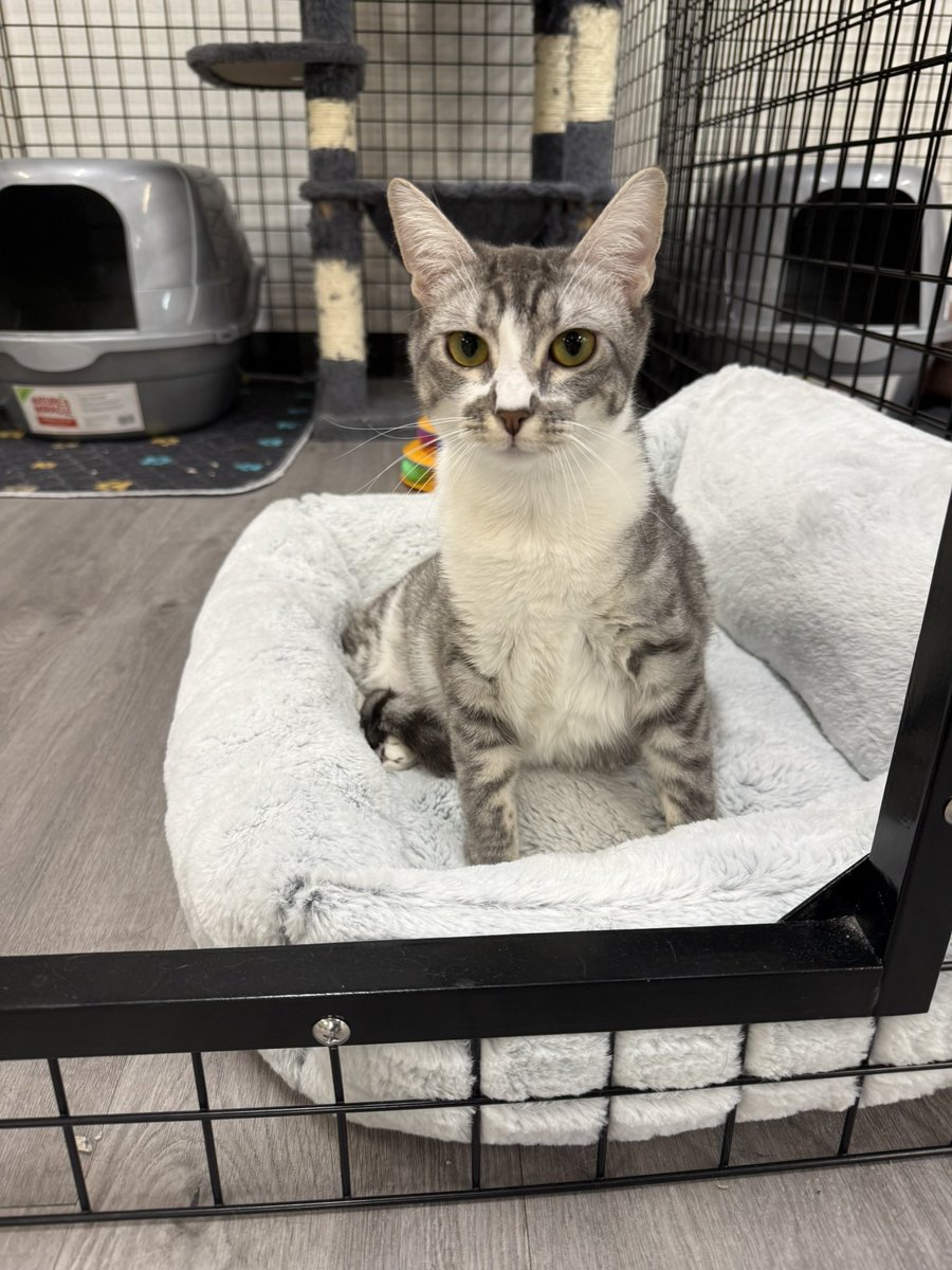 Sarah Fletcher tweet media