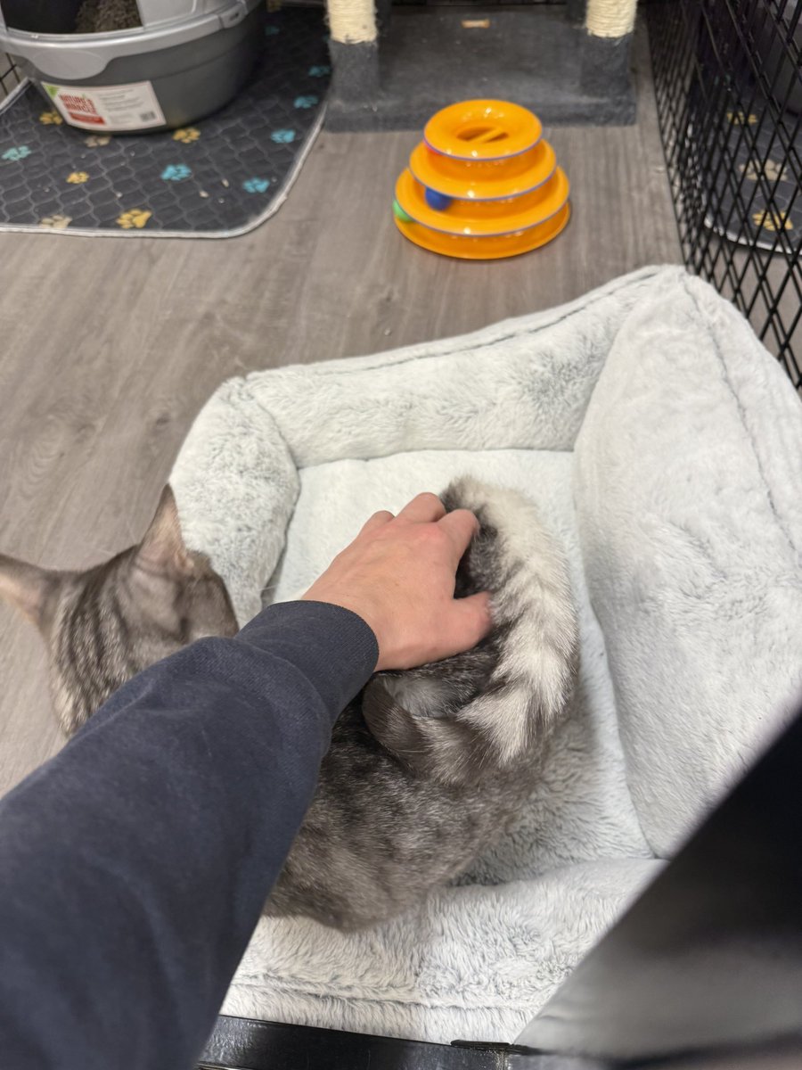 Sarah Fletcher tweet media