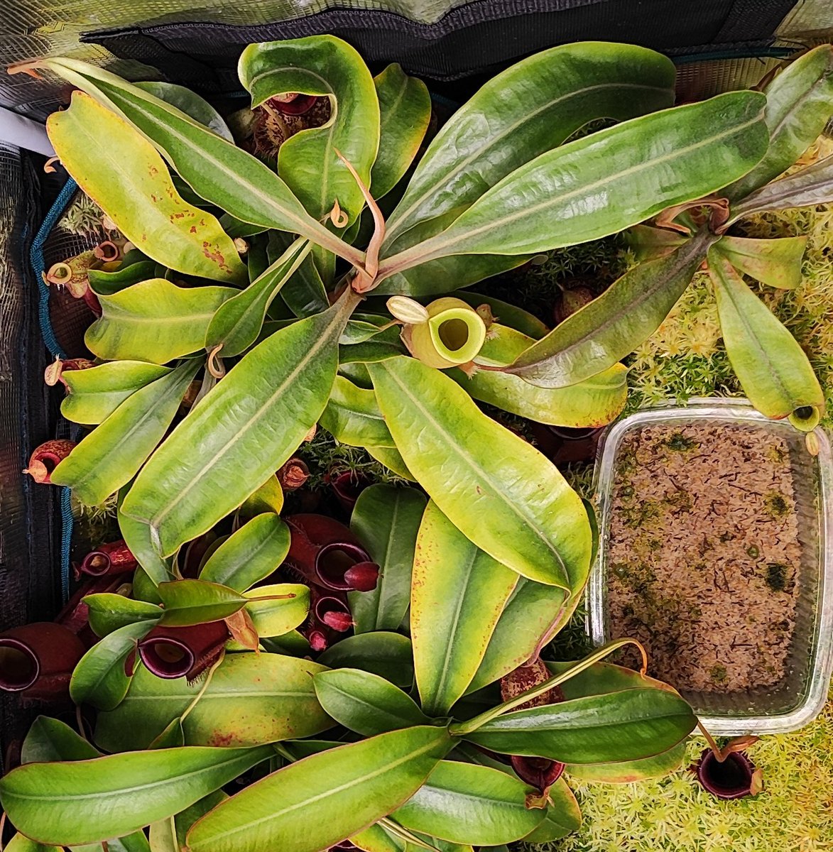 Juanfran tweet media