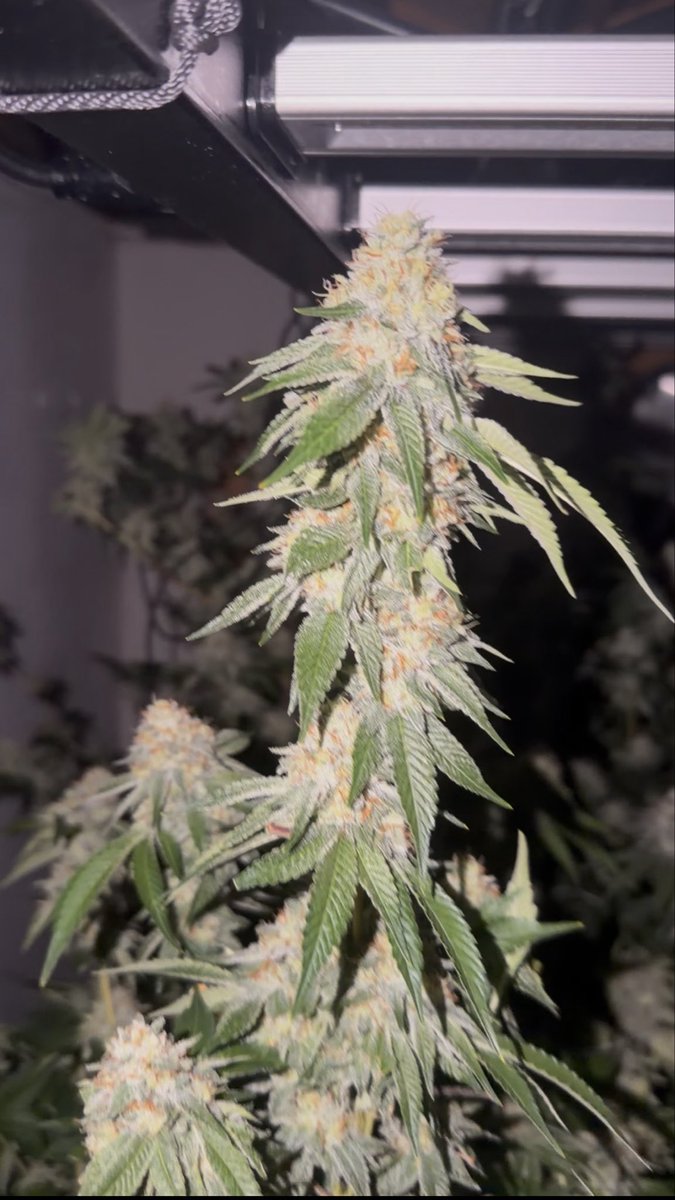 Back Country Resin tweet media