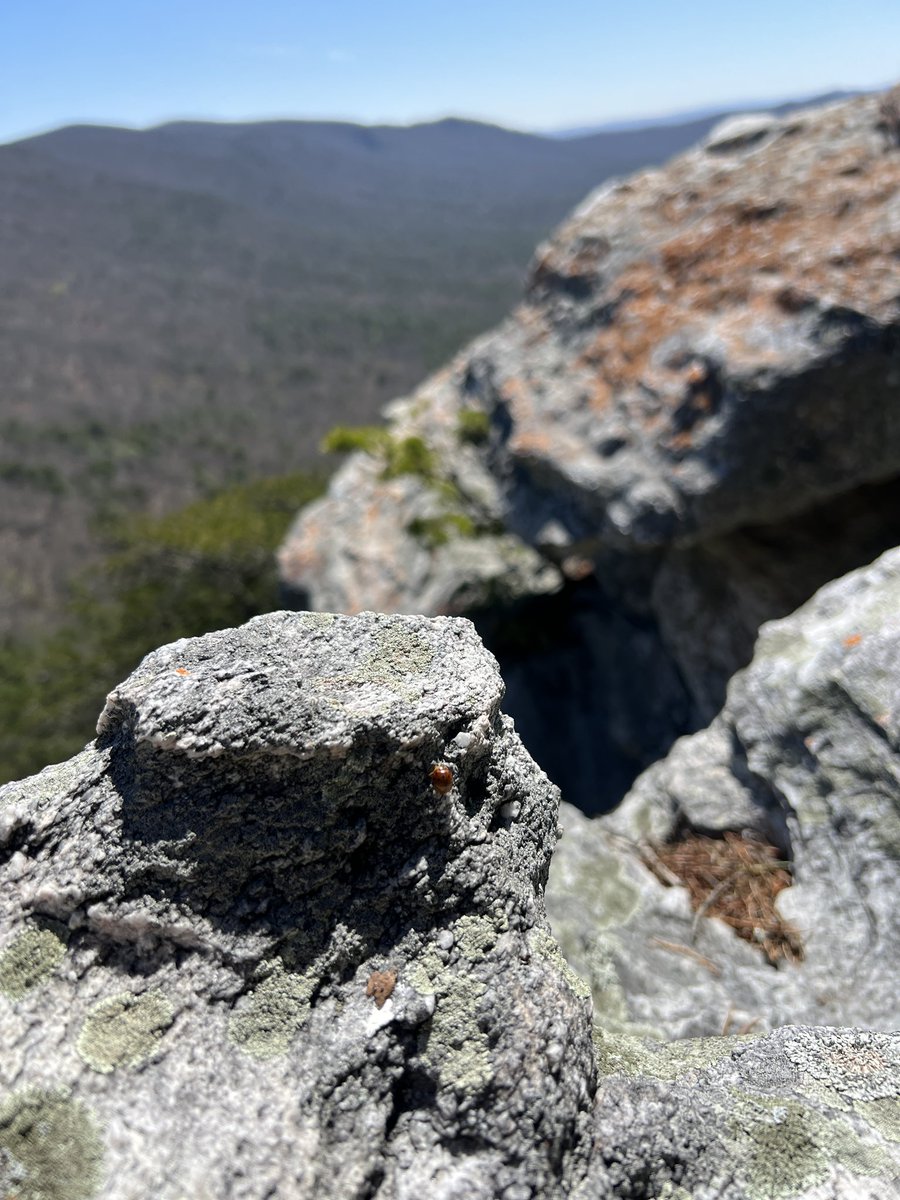 Eric Leon Allen ⛩️ tweet media