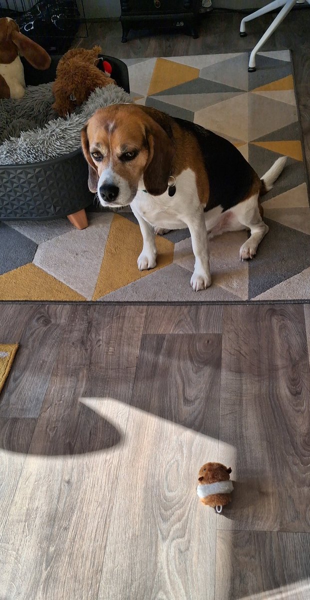 MrPercy Beagle tweet media