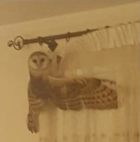 Æstheticore tweet media