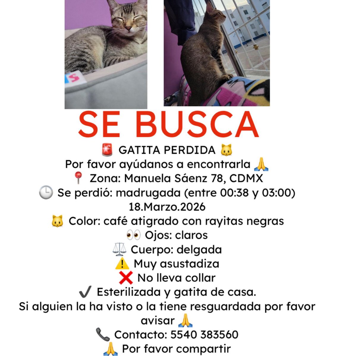 Difusión de mascotas tweet media