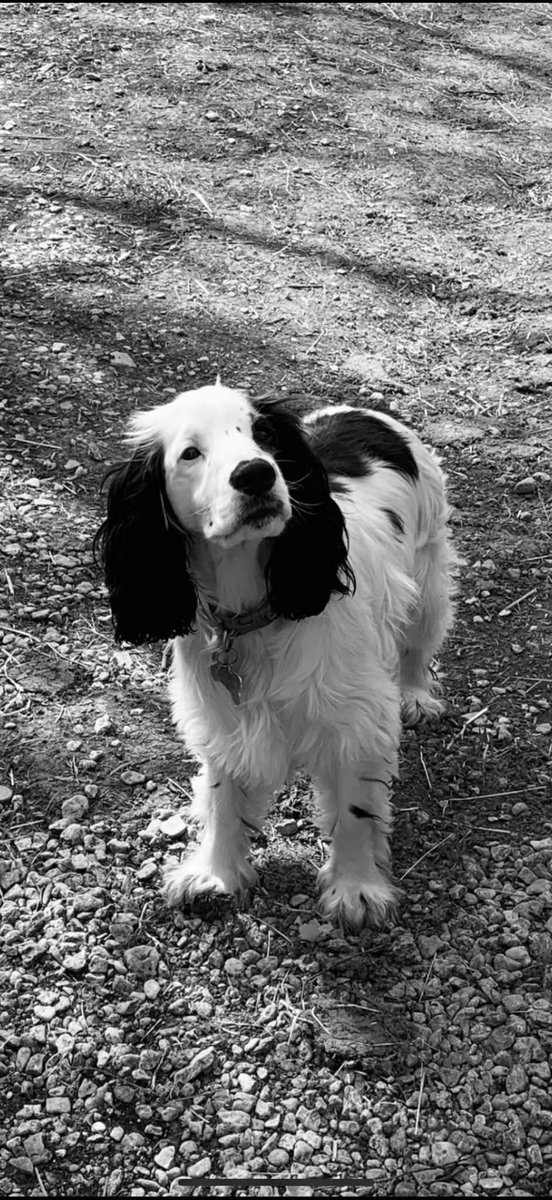 Missing Pets GB tweet media