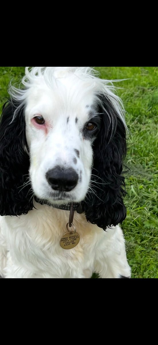 Missing Pets GB tweet media