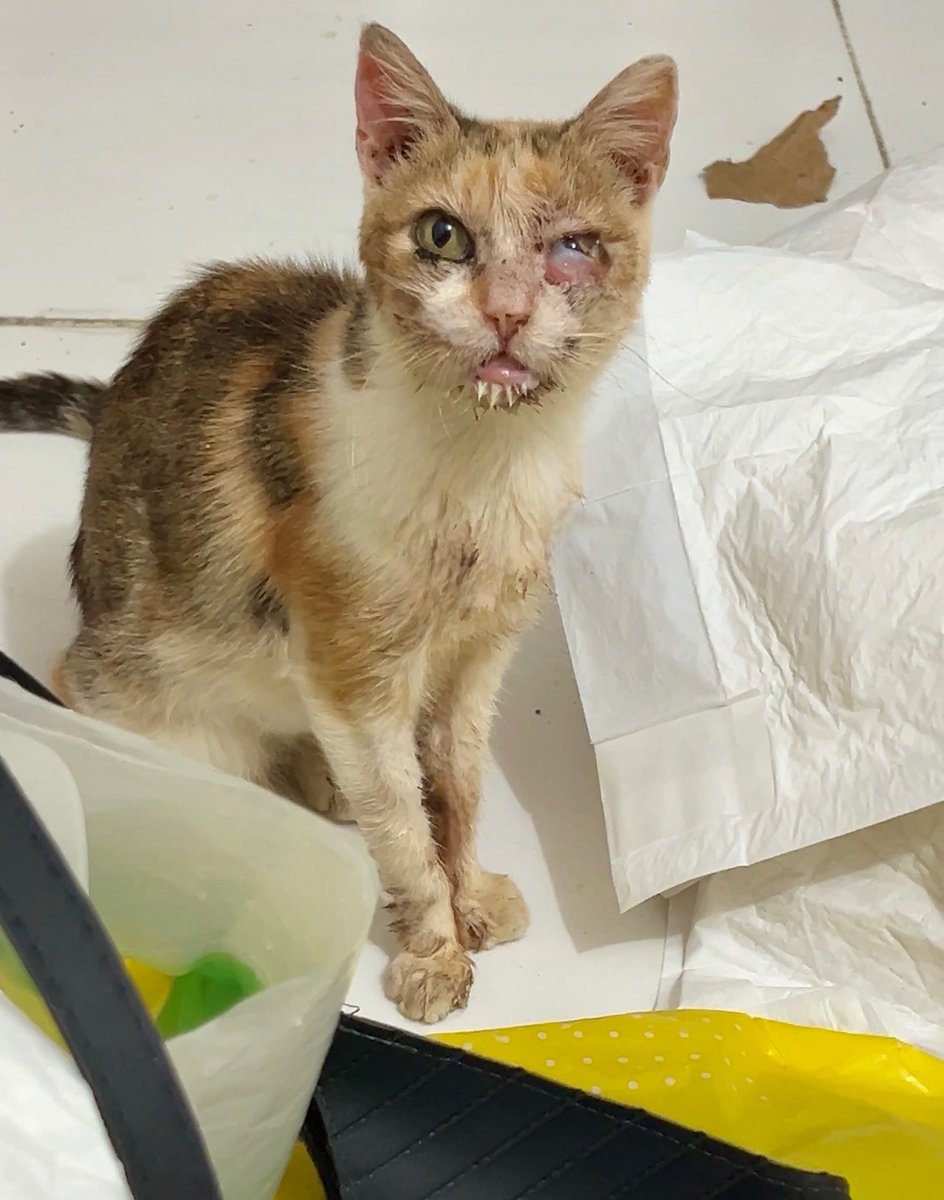 Titios, o que arrecadamos até o momento não é suficiente. Estamos com fome, são dezenas de gatinhos e cachorrinhos precisando de ajuda, o abrigo também cuida das muitas vidas que vivem nas ruas do povoado. Eu preciso de sachês, patês porque não consigo comer ração 
+