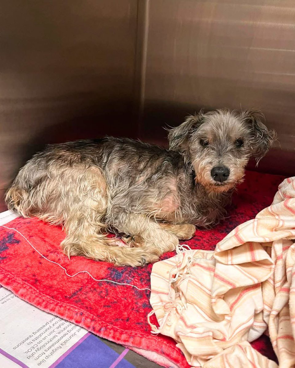 Hounds in Pounds tweet media