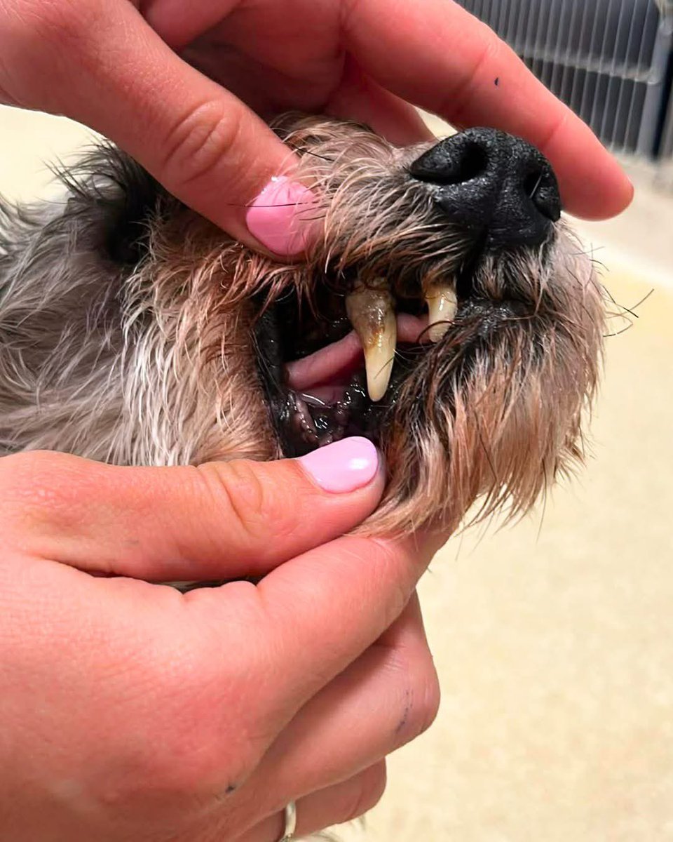 Hounds in Pounds tweet media