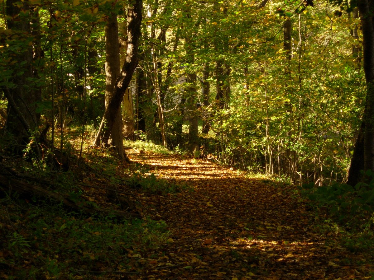 coolratfan tweet media