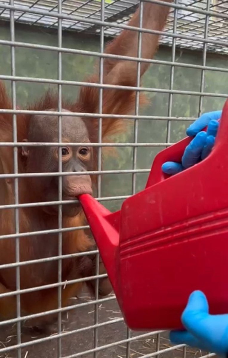 caiden (@funpastas1) on Twitter photo 