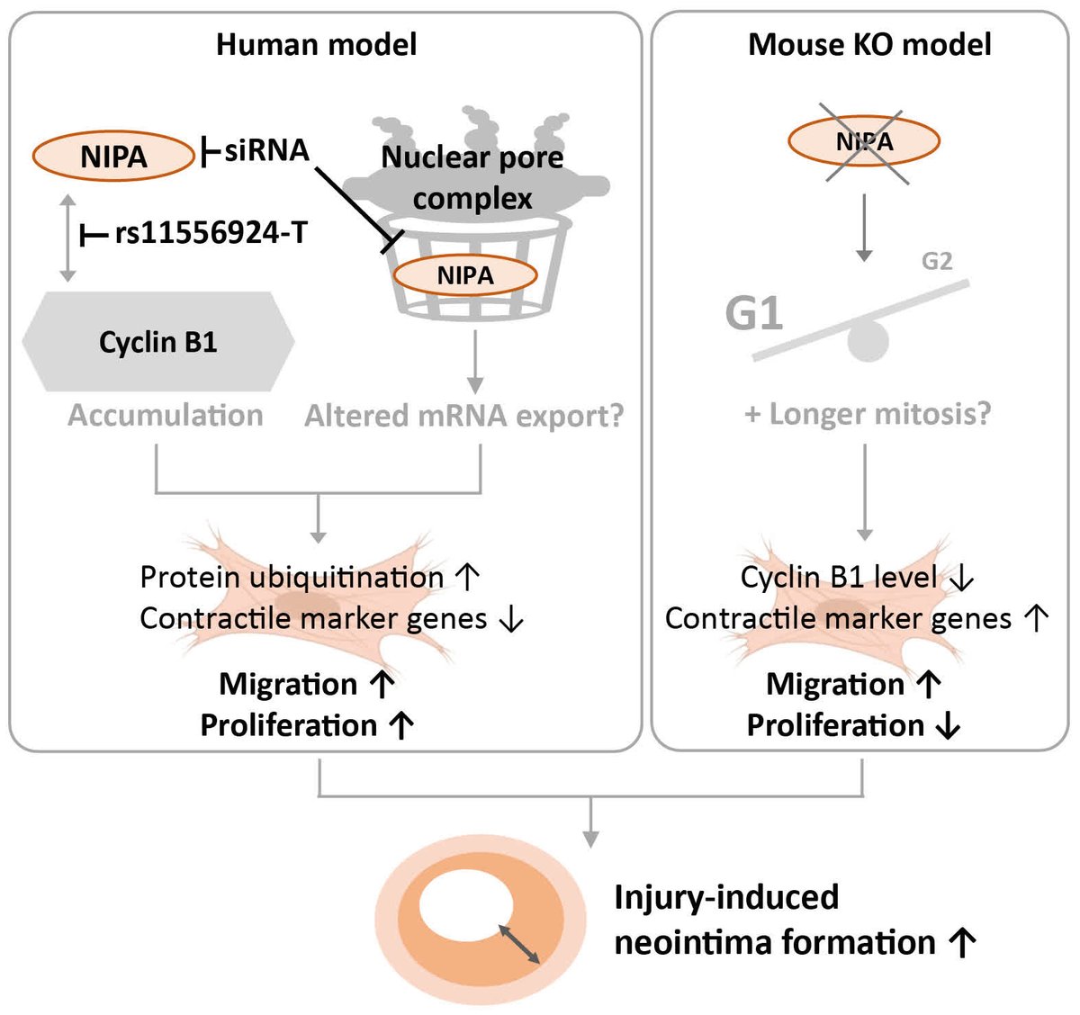 ATVB: An AHA Journal tweet media