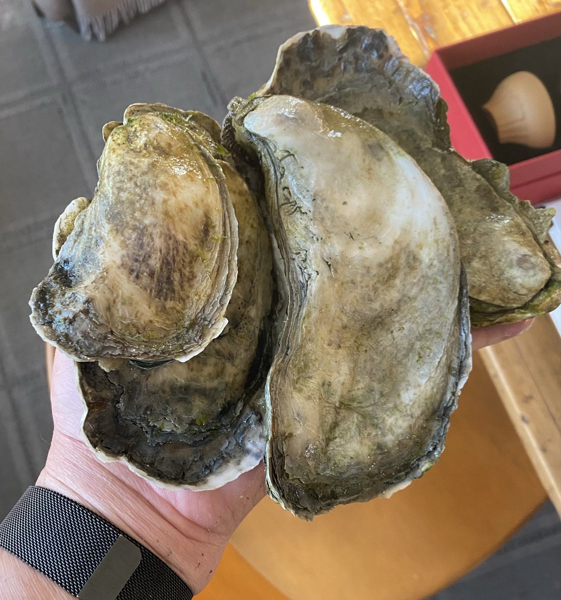 HenrySantoro's tweet image. You’re not going to find these at Island Creek. Peter Rinnig knows where the wild things are. #oysters
