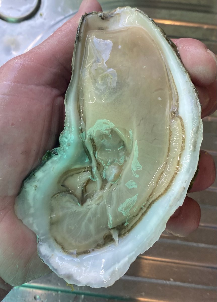 HenrySantoro's tweet image. You’re not going to find these at Island Creek. Peter Rinnig knows where the wild things are. #oysters