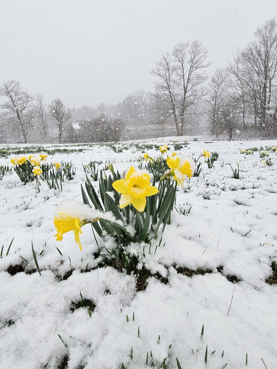 thatMGOBLUEgirl's tweet photo. โ๏ธ๐ผโ๏ธWhat a difference a week makes! #StillWinter ๐ฅถ https://t.co/C4QvGZZilx