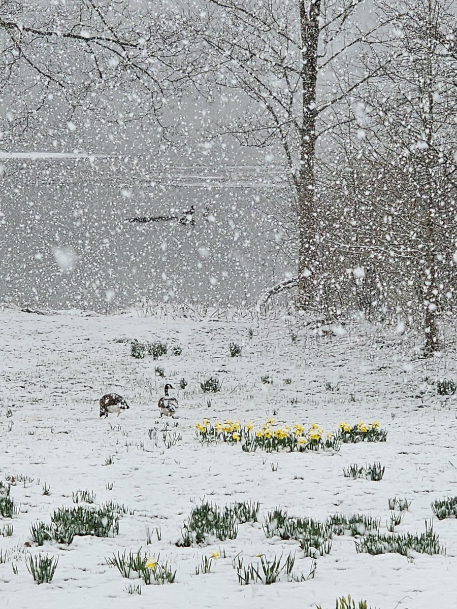 thatMGOBLUEgirl's tweet photo. โ๏ธ๐ผโ๏ธWhat a difference a week makes! #StillWinter ๐ฅถ https://t.co/C4QvGZZilx