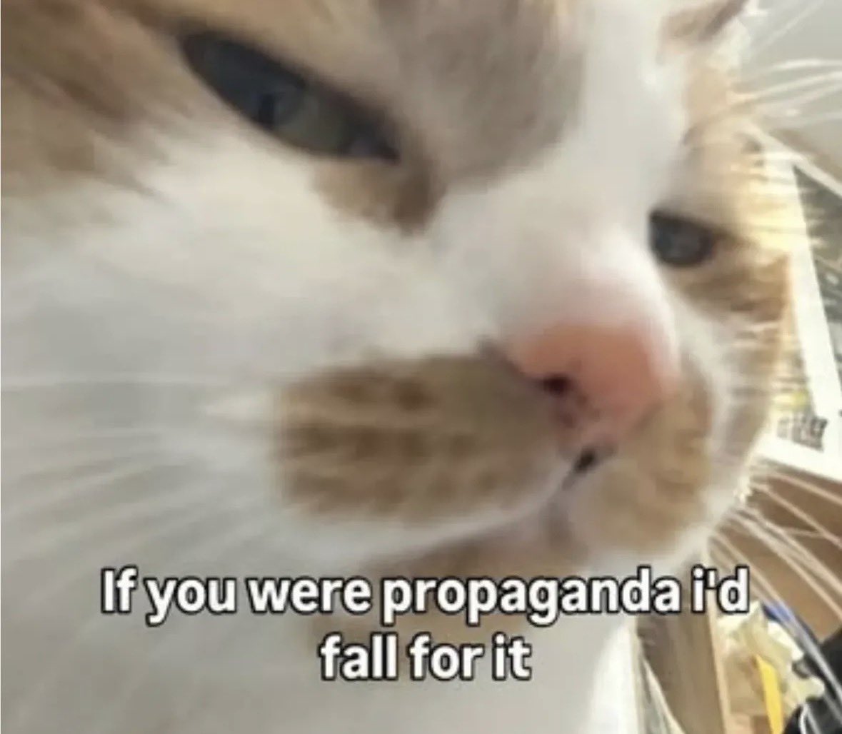 LiterallyMeCats tweet media