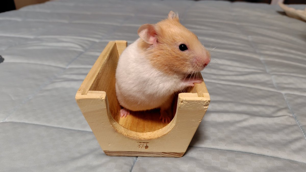 統合失調 tweet media