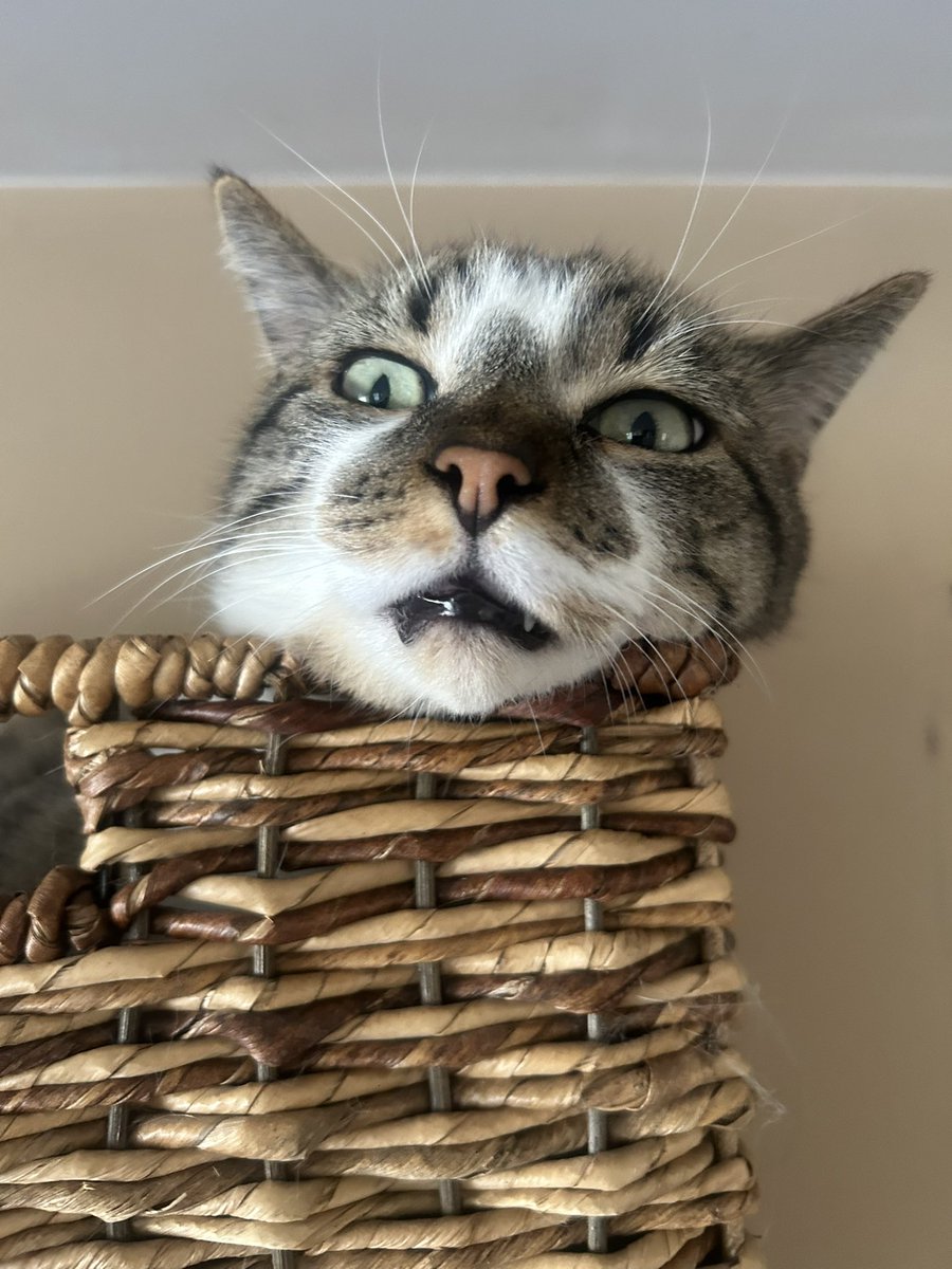 Sam the Cat tweet media