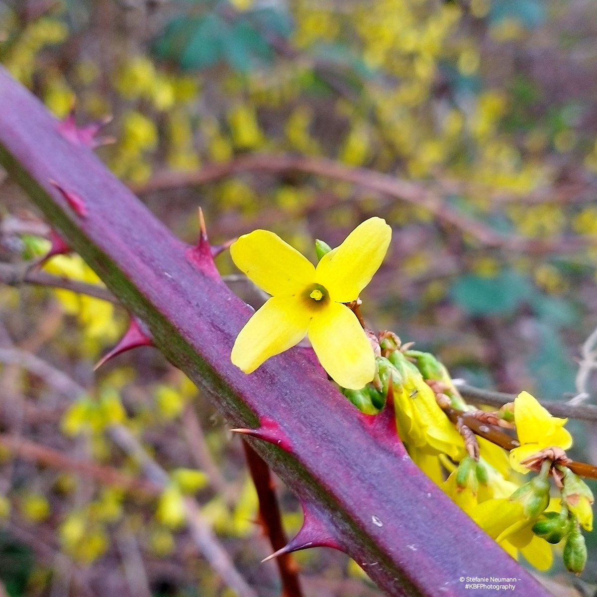 Stefanie Neumann tweet media