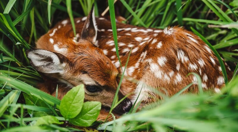 Dronewatch Europe tweet media