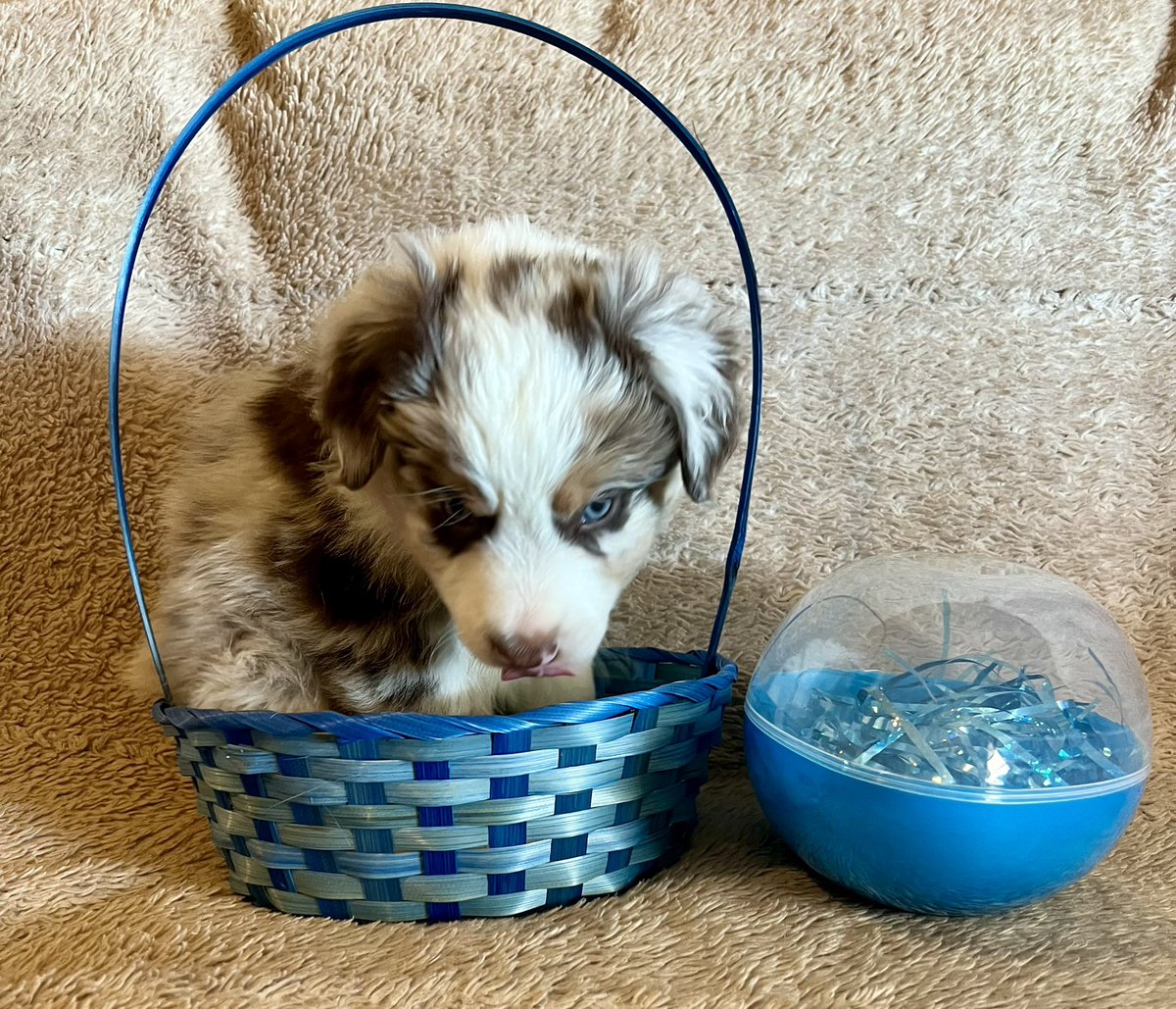 ICURShenanigans's tweet photo. Working bred #AussiePups, fixing to turn 8 weeks old, and 👀 for their partners in crime. This is a bare bones litter, meaning it’s feed store farm shots and wormer. No papers with this litter. This is a funny, lovey, curious, confident and BUSY lady litter. #puppy #arizona https://t.co/wtr01b8xuI