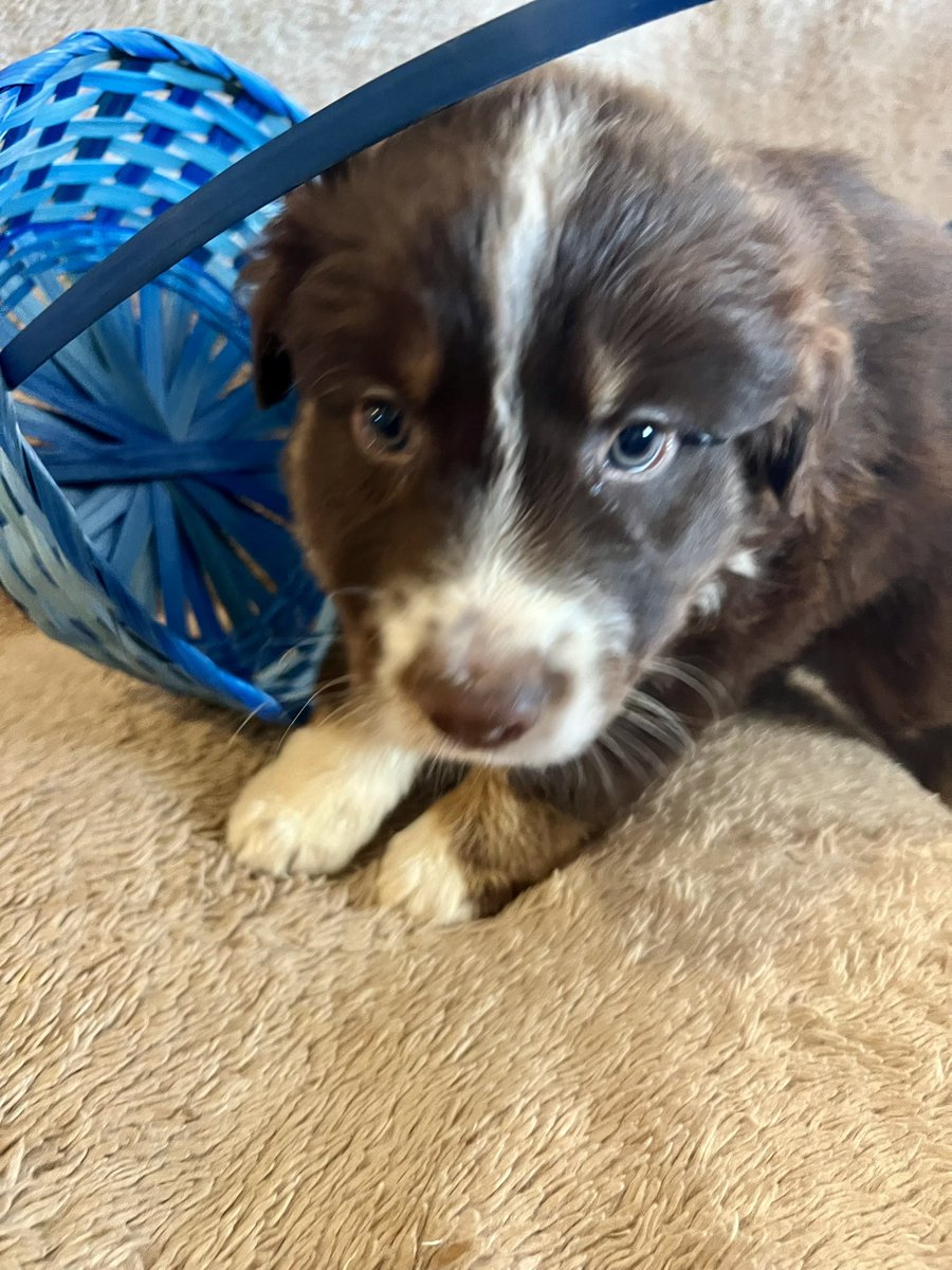 ICURShenanigans's tweet photo. Working bred #AussiePups, fixing to turn 8 weeks old, and 👀 for their partners in crime. This is a bare bones litter, meaning it’s feed store farm shots and wormer. No papers with this litter. This is a funny, lovey, curious, confident and BUSY lady litter. #puppy #arizona https://t.co/wtr01b8xuI