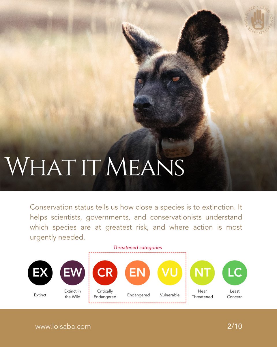 Loisaba Conservancy tweet media