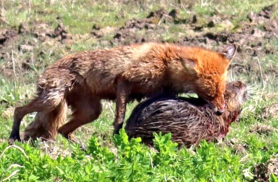 Nicola Bressi tweet media