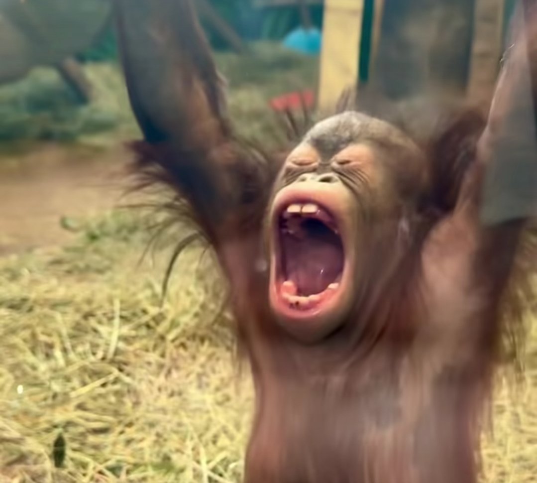 primateluvr tweet media