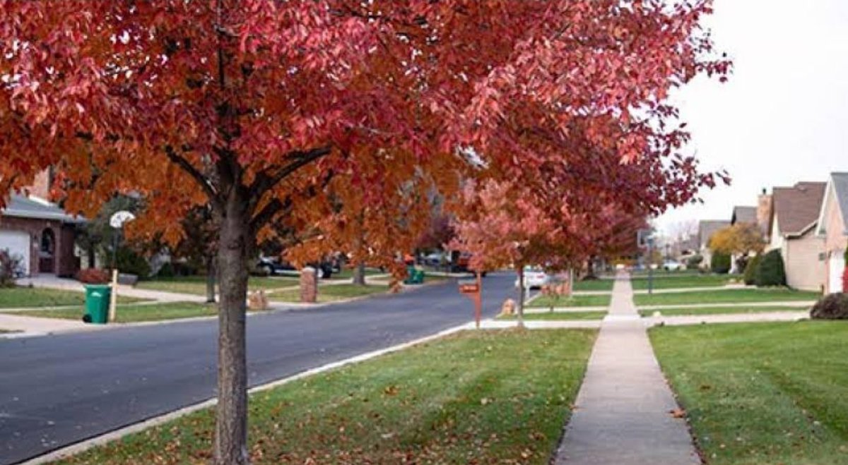 Millishield 01 🚘🌽🫑🌶🦈🐔 tweet media