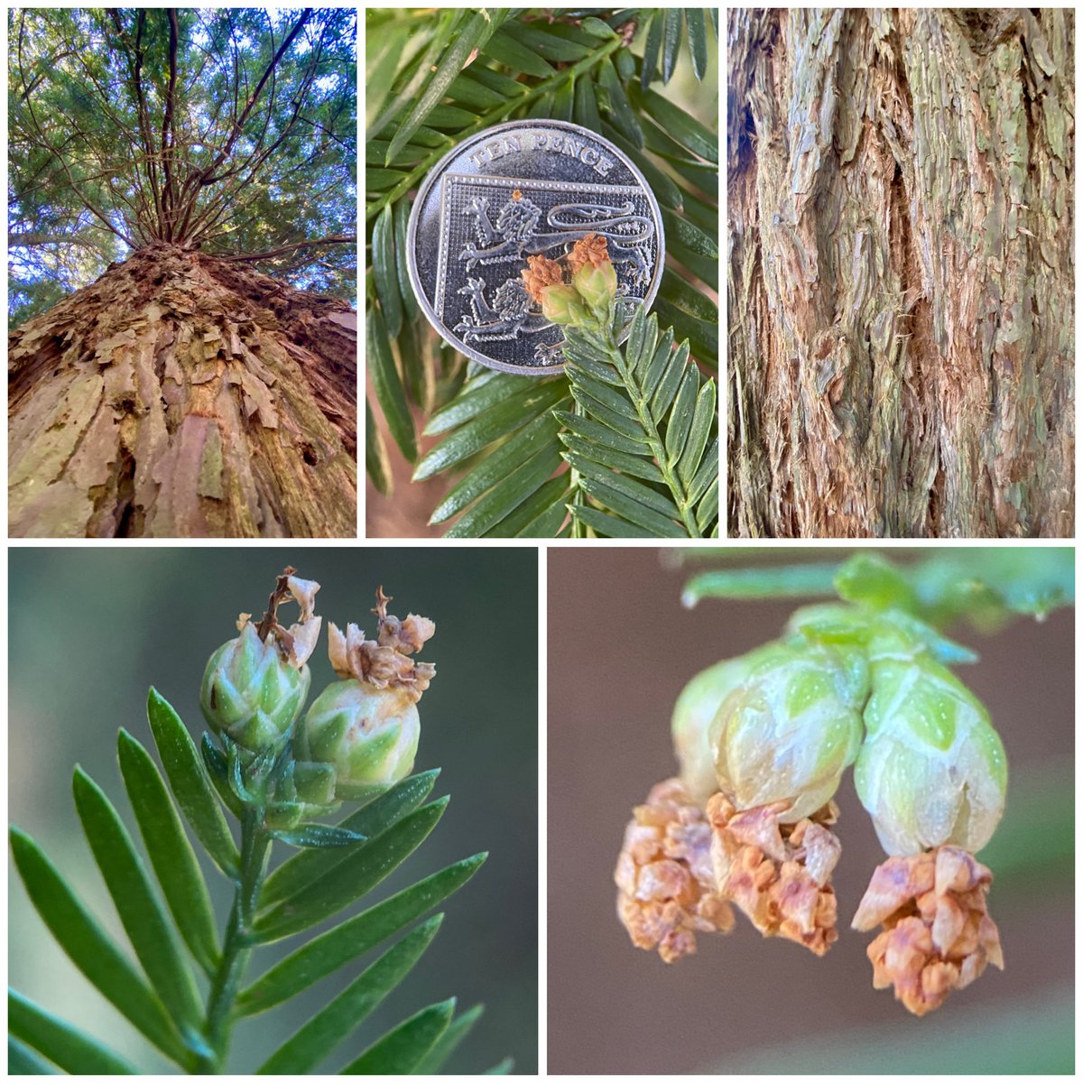 StevePa46290725's tweet image. Enjoying a beautiful grove of Coastal Redwoods (Sequoia sempervirens), and their tiny ‘flowers’ - Alice Holt Forest arboretum on the Hampshire/Surrey #redwood #treeflower