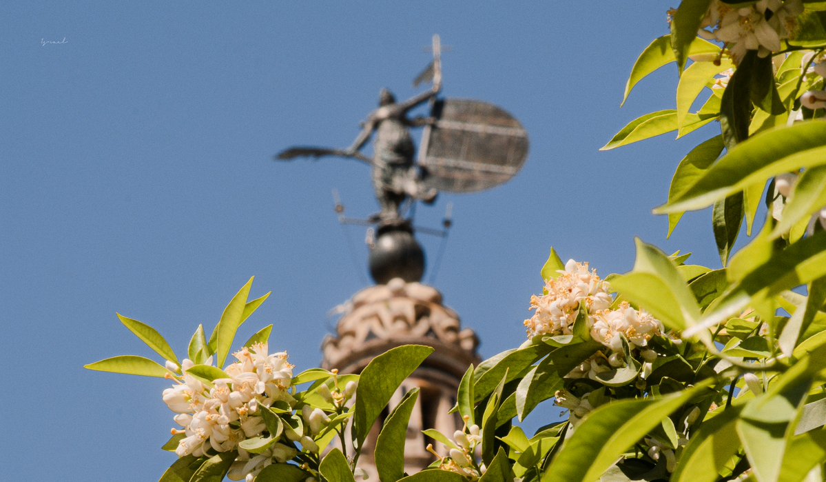 Israel © tweet media