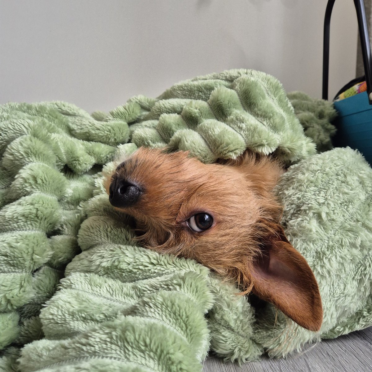 NAFO Lithionit Fella🇸🇪🌻🇪🇸💪🇺🇦 tweet media