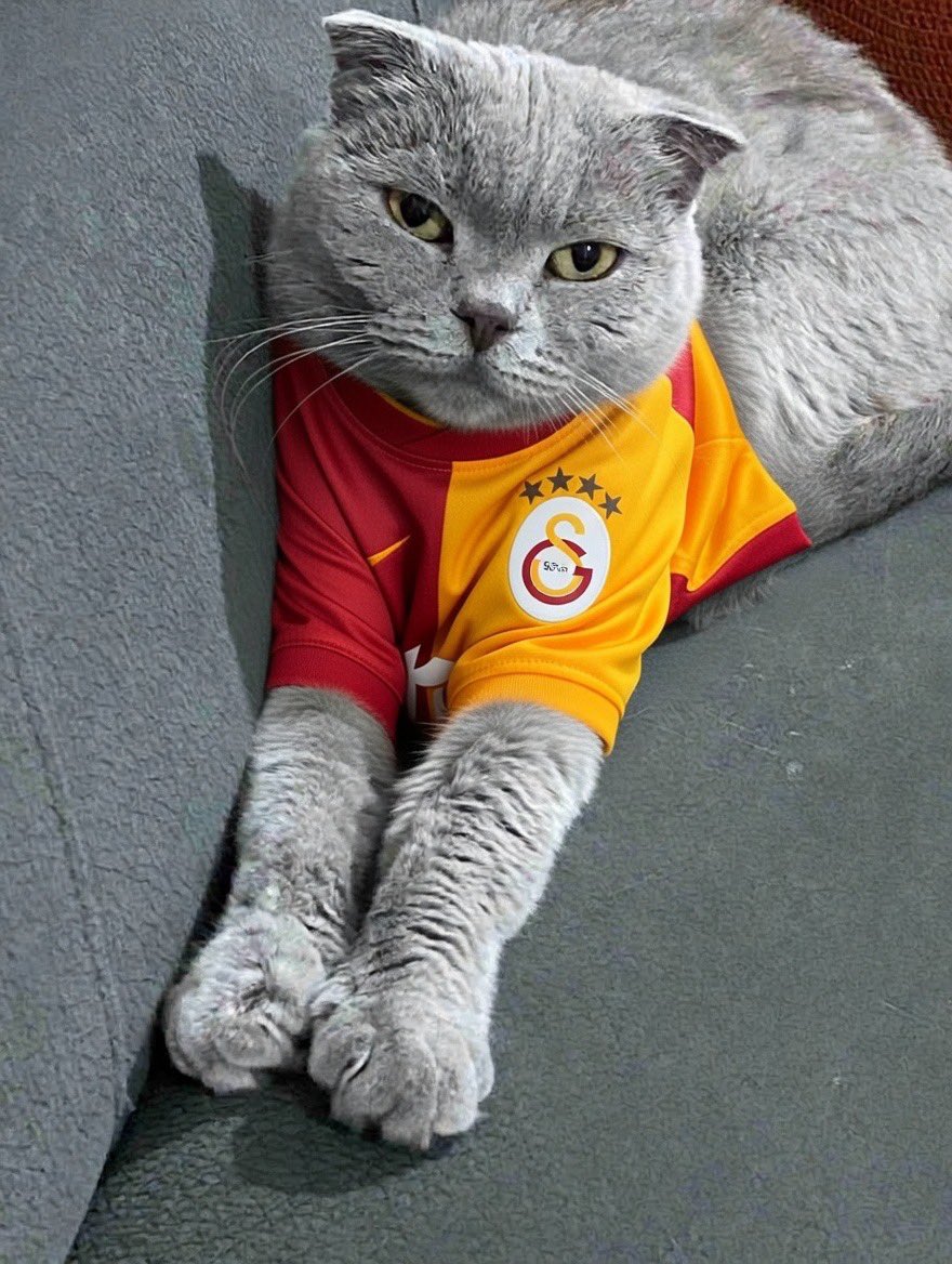 Figen Carilli tweet media