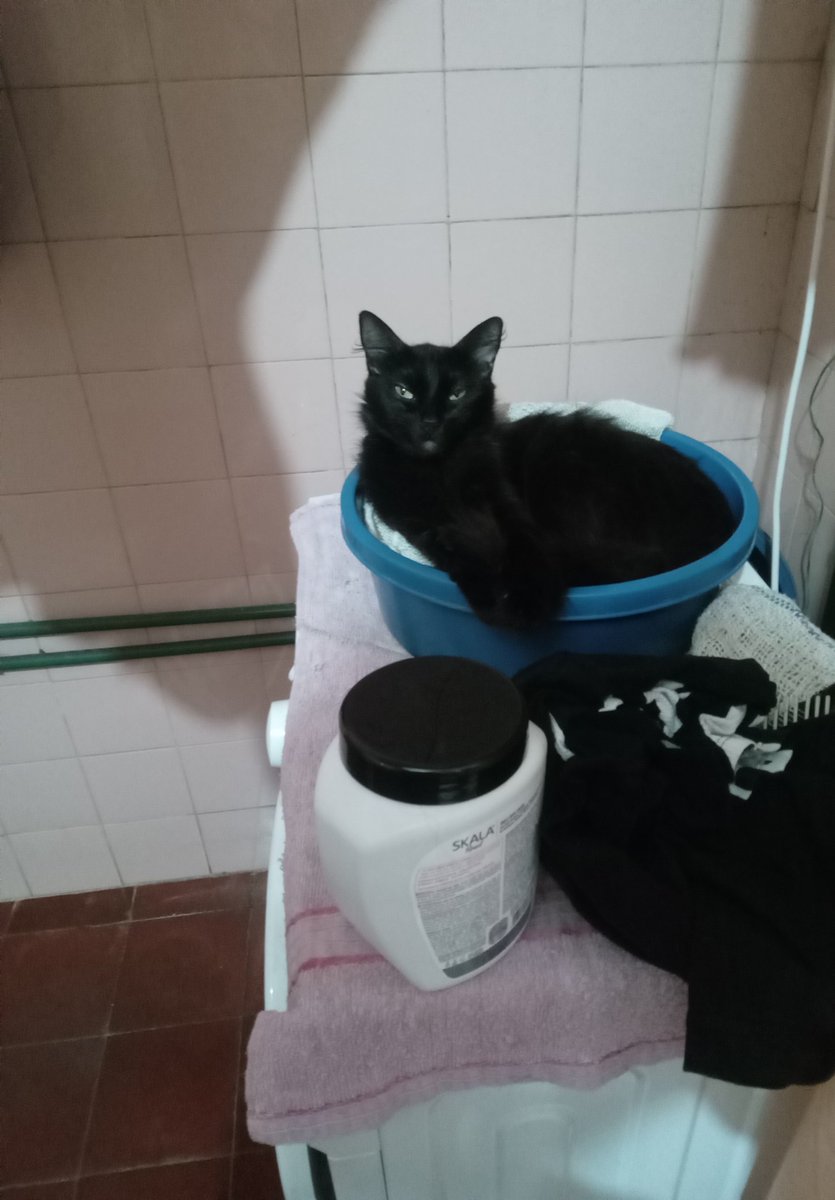 Duermen en cualquier lado, menos en sus camas 😂