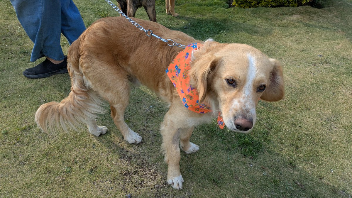 guatexanimales2's tweet photo. Caso 26-2026 Angelo machito de dos años muy noble amoroso, sociable con otros perros mezcla de golden con cocker sigue en busca de un buen hogar 🏠 me adoptas?
Pide formulario y cambia una vida
#adoptanocompres
#adoptaunperro #compartelo👆 https://t.co/MgZ2VEhAtb