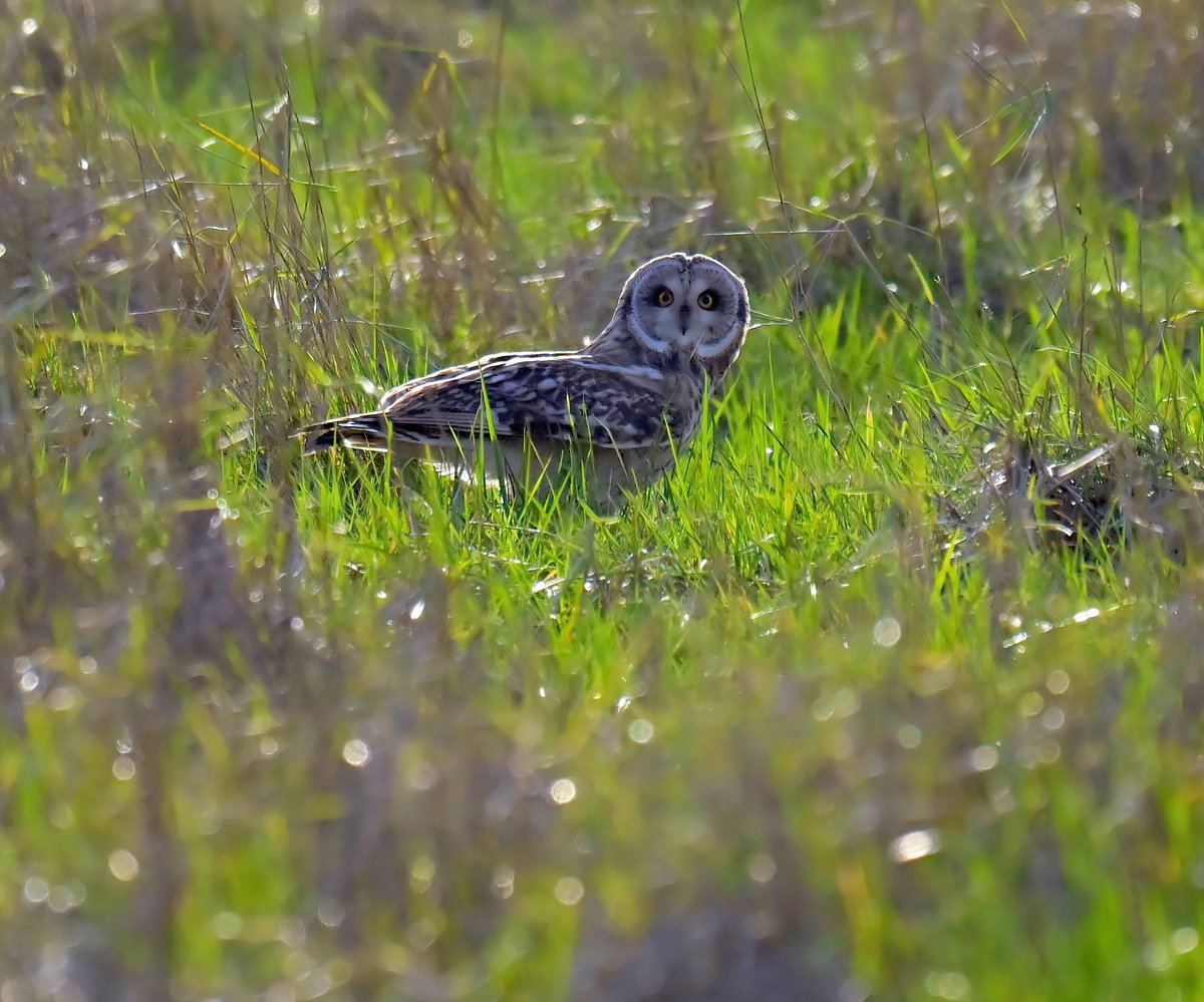 Carl Bovis tweet media