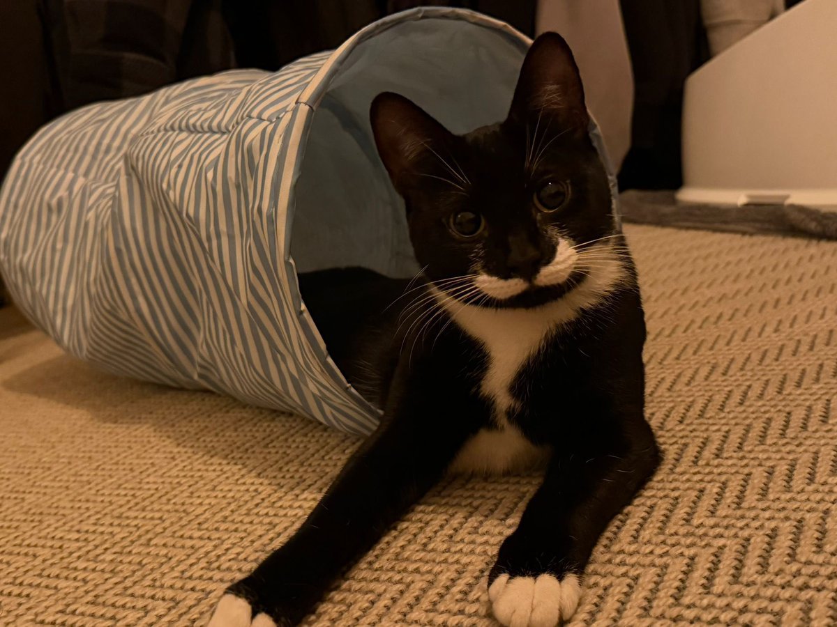 Teddy’s Tales Ⓥ tweet media