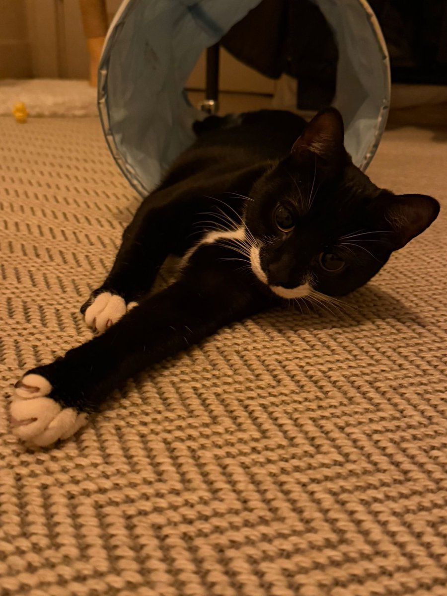 Teddy’s Tales Ⓥ tweet media