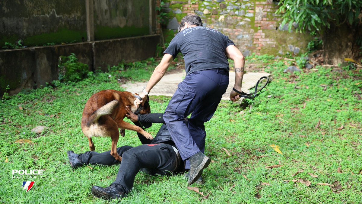 PoliceNat973's tweet image. #Tests |ℹ️Les épreuves de présélection pour devenir conducteur canin se poursuivent à #Cayenne.
👉Cette semaine, les candidats sont évalués sur leur appréhension et leur gestion du chien.
Au programme : détente, câlins un peu appuyés… et, petit “machouillage” bien senti...🐾😅