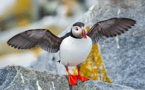Puffins Daily tweet media