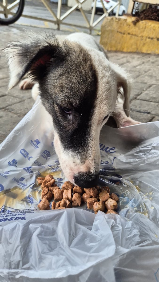 panicat do vila união tweet media