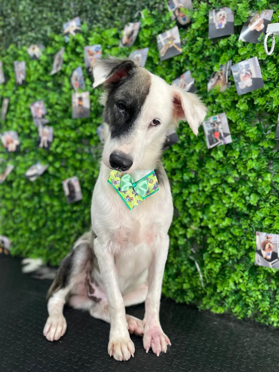 panicat do vila união tweet media