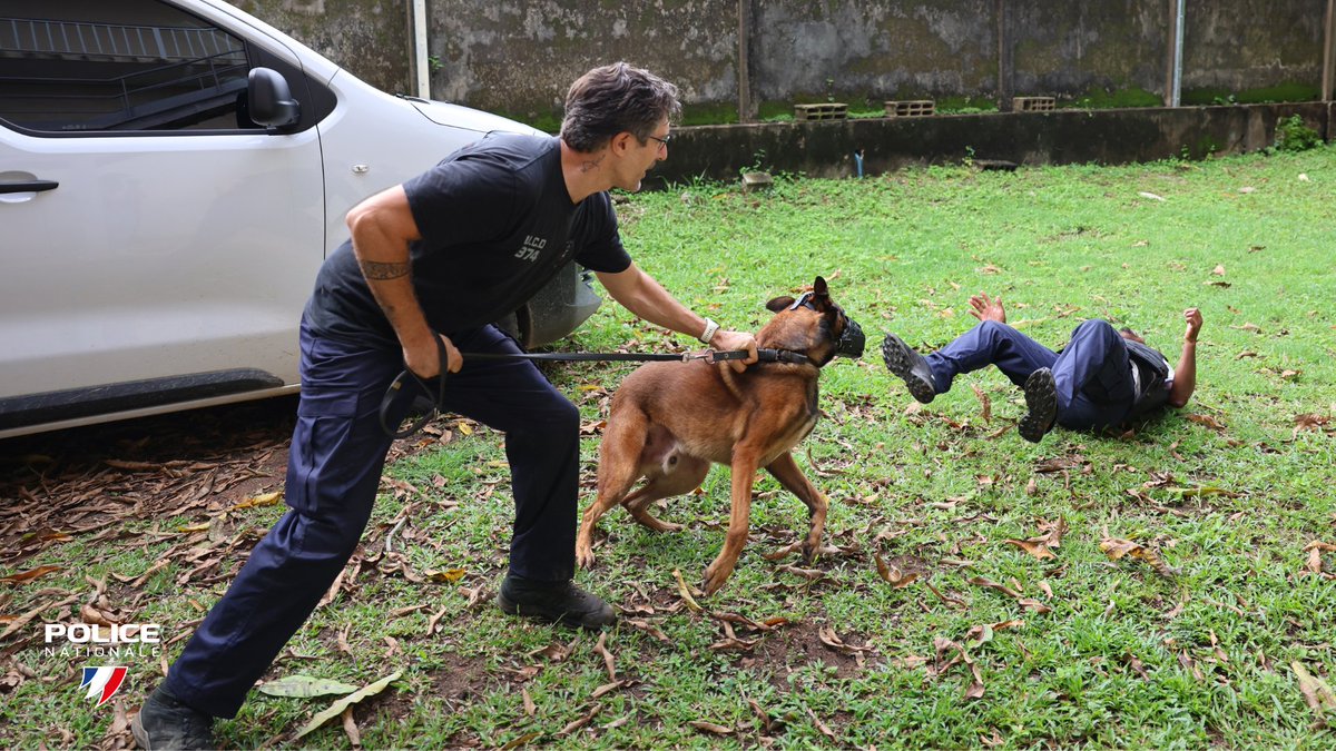PoliceNat973's tweet image. #Tests |ℹ️Les épreuves de présélection pour devenir conducteur canin se poursuivent à #Cayenne.
👉Cette semaine, les candidats sont évalués sur leur appréhension et leur gestion du chien.
Au programme : détente, câlins un peu appuyés… et, petit “machouillage” bien senti...🐾😅